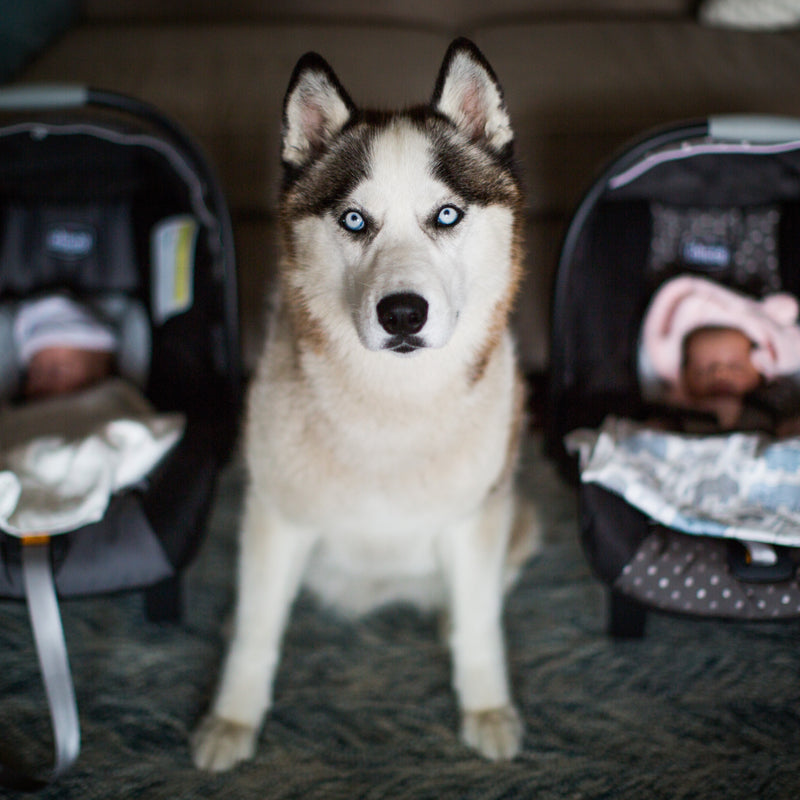 How to Help Prepare the Four Pawed Sibling